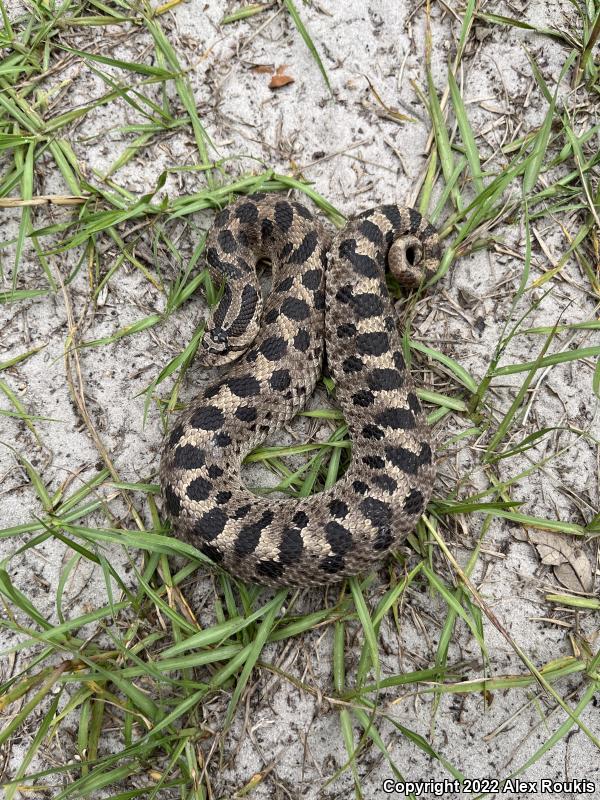 Southern Hog-nosed Snake (Heterodon simus)