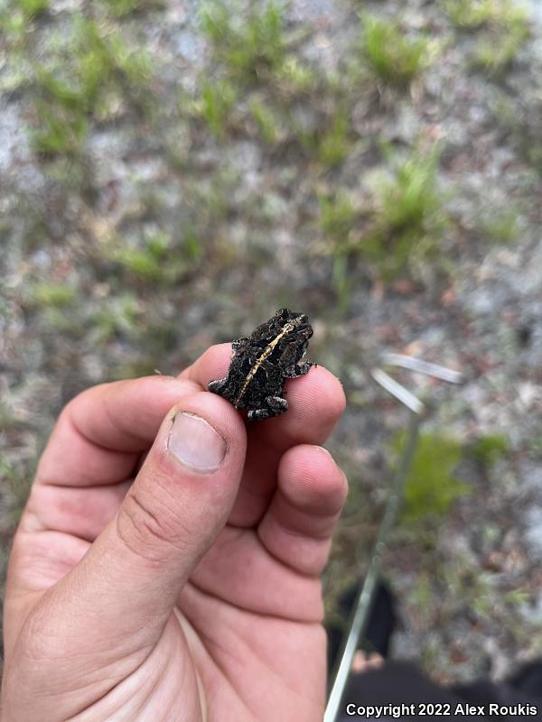 Oak Toad (Anaxyrus quercicus)