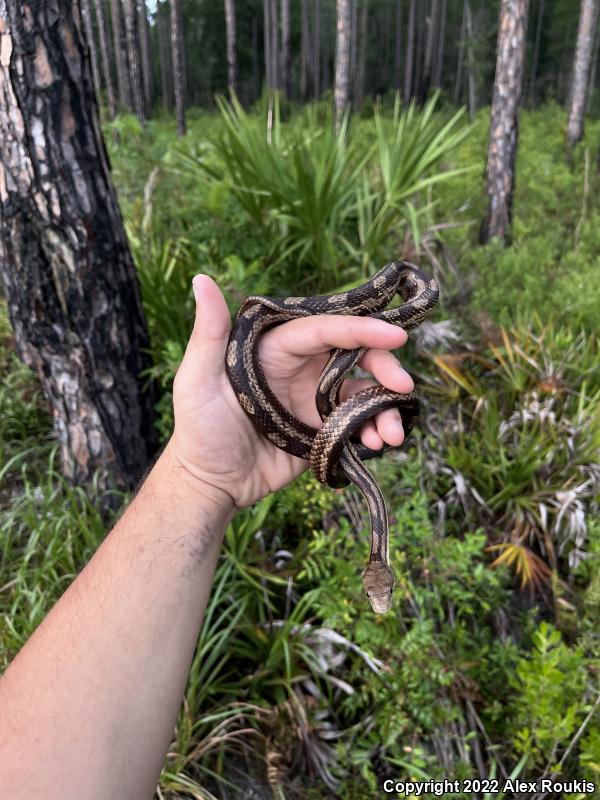 Yellow Ratsnake (Pantherophis obsoletus quadrivittatus)