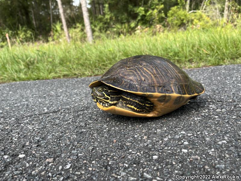 Peninsula Cooter (Pseudemys peninsularis)