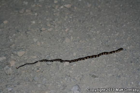 Northern Watersnake (Nerodia sipedon sipedon)