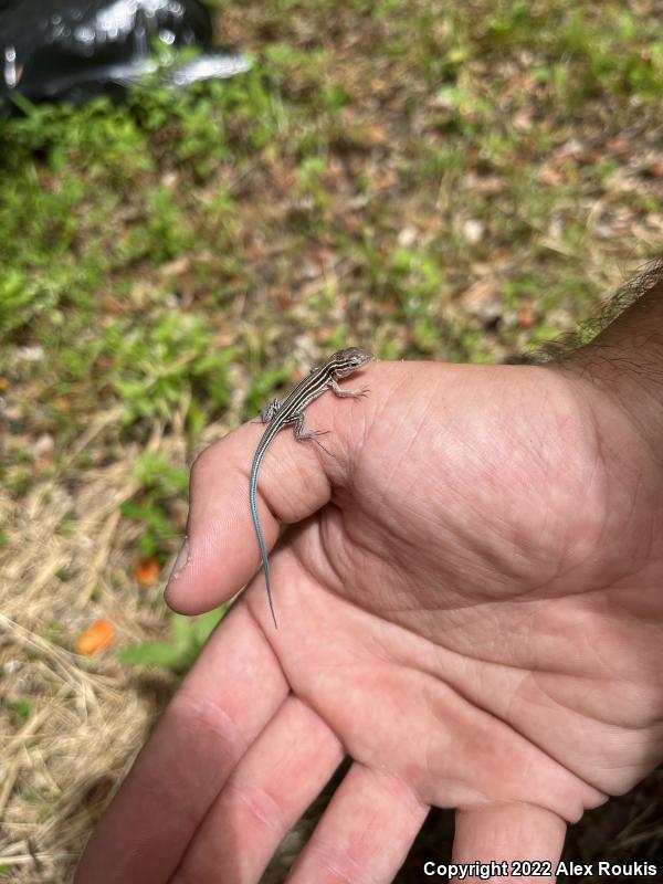 Six-lined Racerunner (Aspidoscelis sexlineata sexlineata)