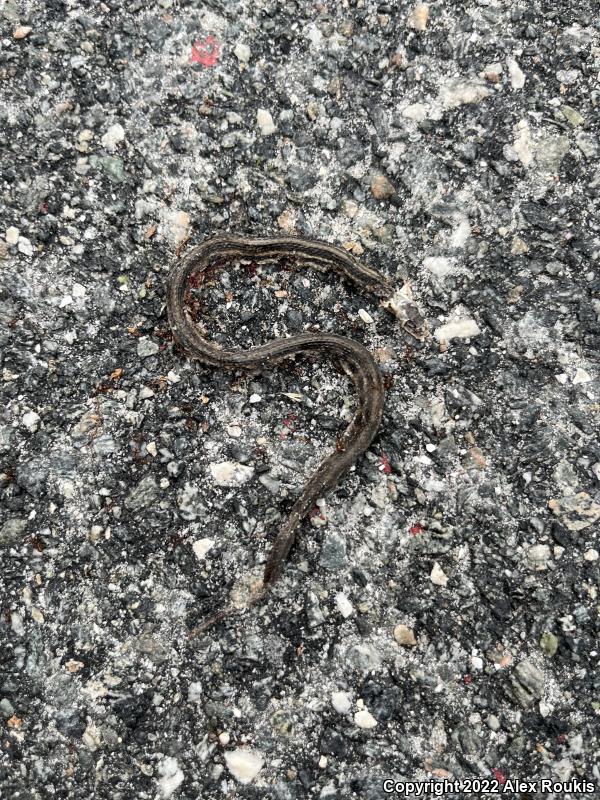 Gulf Saltmarsh Snake (Nerodia clarkii clarkii)