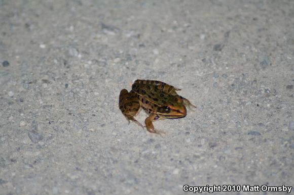 Southern Leopard Frog (Lithobates sphenocephalus)