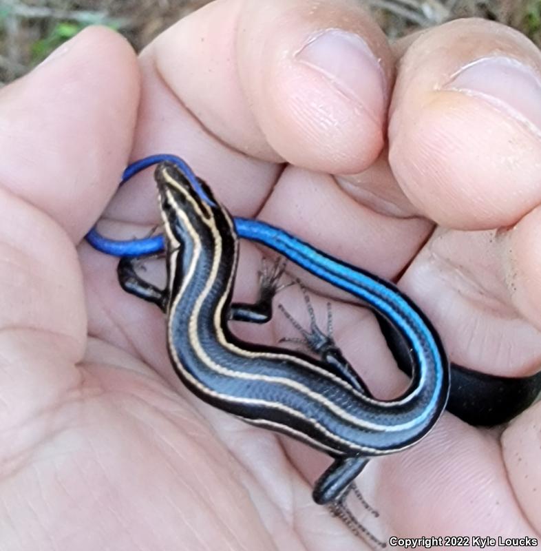 Five-lined Skink (Plestiodon fasciatus)