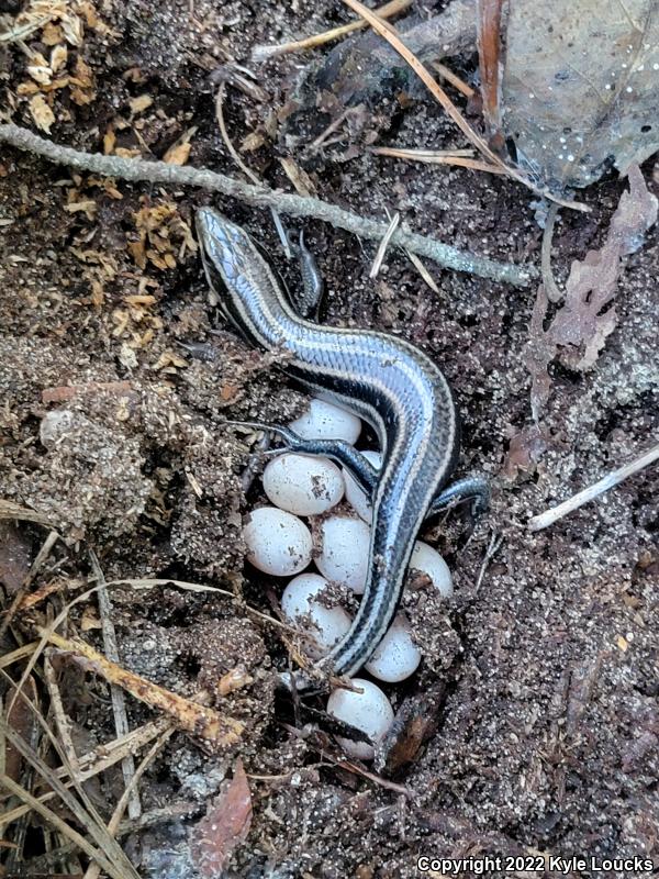 Five-lined Skink (Plestiodon fasciatus)