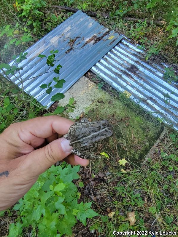 Fowler's Toad (Anaxyrus fowleri)