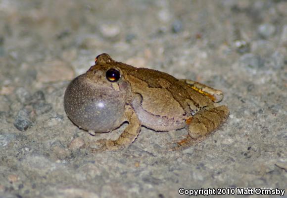 Gray Treefrog (Hyla versicolor)