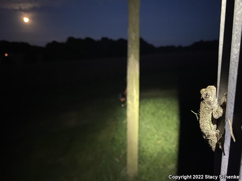 Cope's Gray Treefrog (Hyla chrysoscelis)