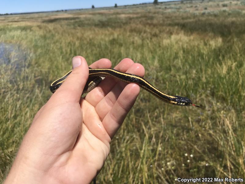 Mountain Gartersnake (Thamnophis elegans elegans)