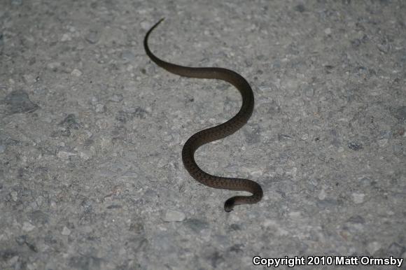 Midland Brownsnake (Storeria dekayi wrightorum)