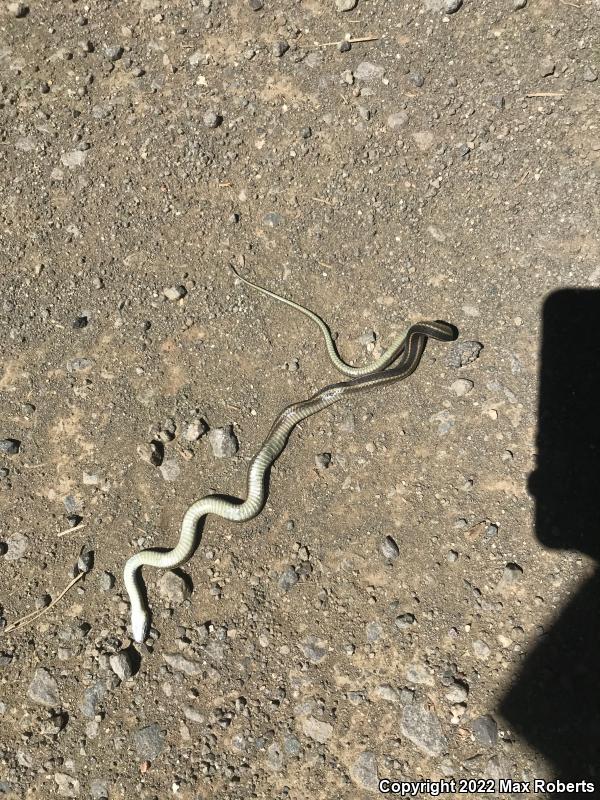 Mountain Gartersnake (Thamnophis elegans elegans)