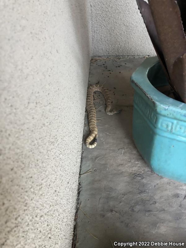 Panamint Rattlesnake (Crotalus stephensi)