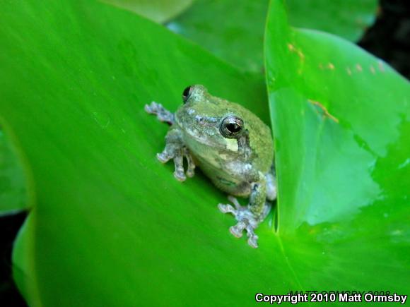 Gray Treefrog (Hyla versicolor)