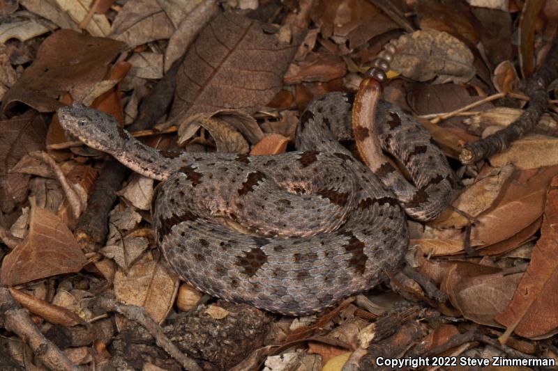 Banded Rock Rattlesnake (Crotalus lepidus klauberi)