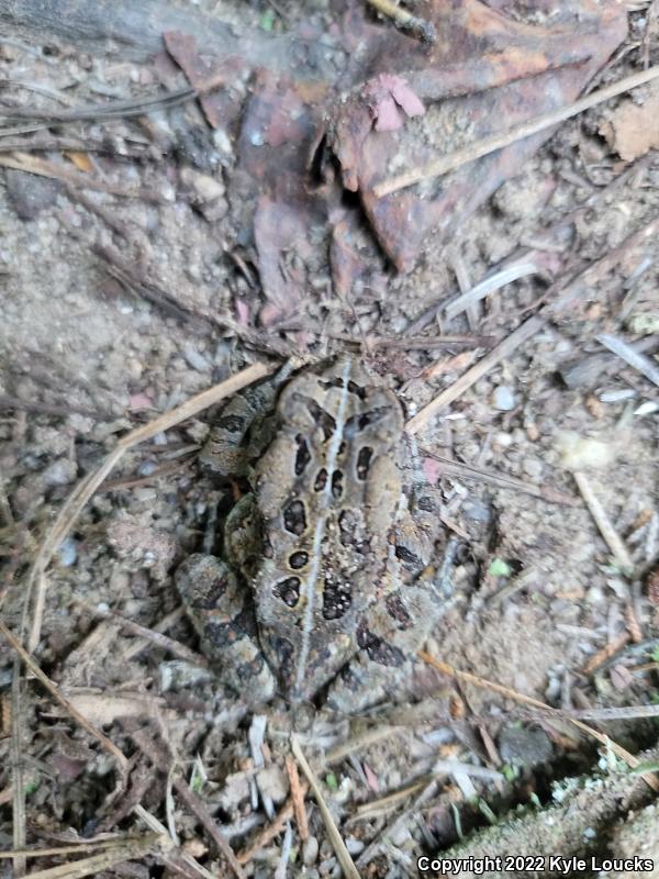 Fowler's Toad (Anaxyrus fowleri)