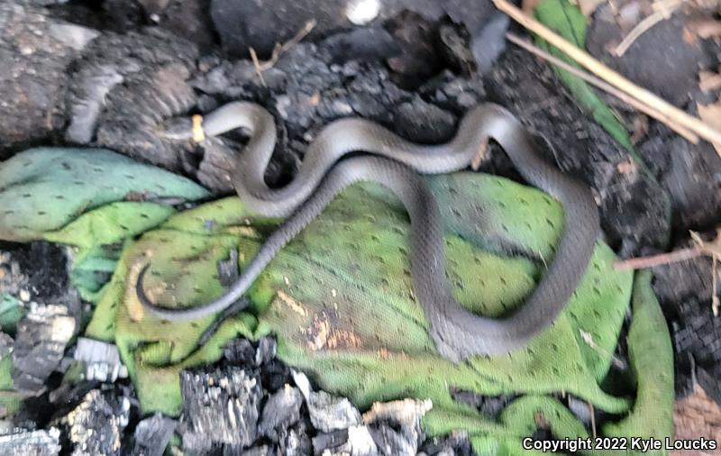 Ring-necked Snake (Diadophis punctatus)