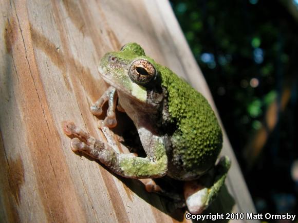 Gray Treefrog (Hyla versicolor)