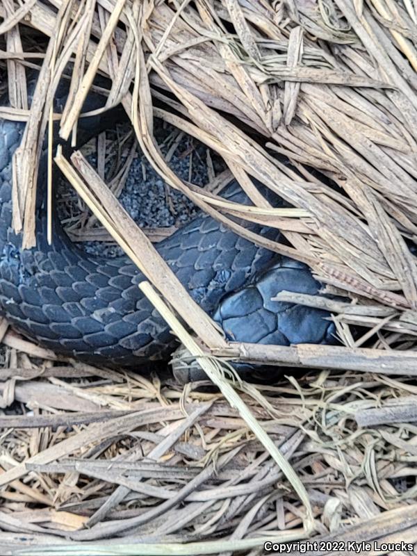 Northern  Black Racer (Coluber constrictor constrictor)