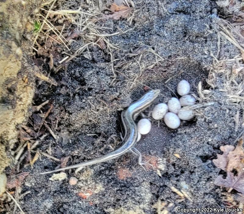 Five-lined Skink (Plestiodon fasciatus)