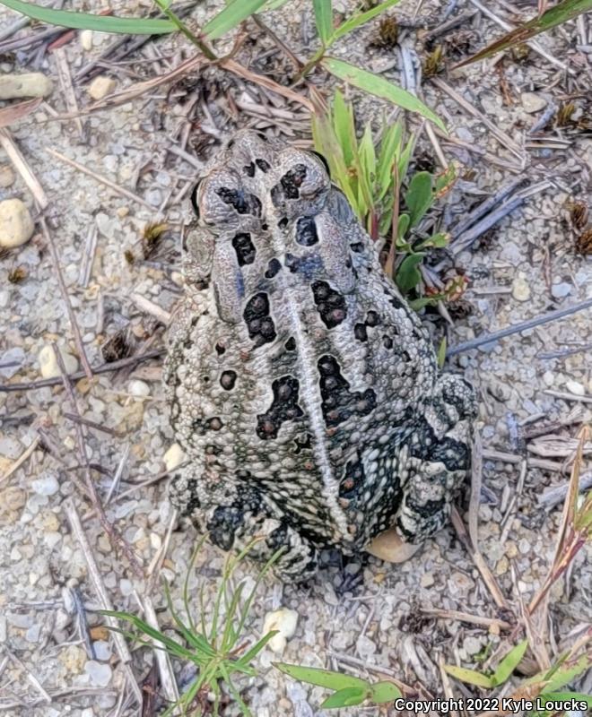 Fowler's Toad (Anaxyrus fowleri)