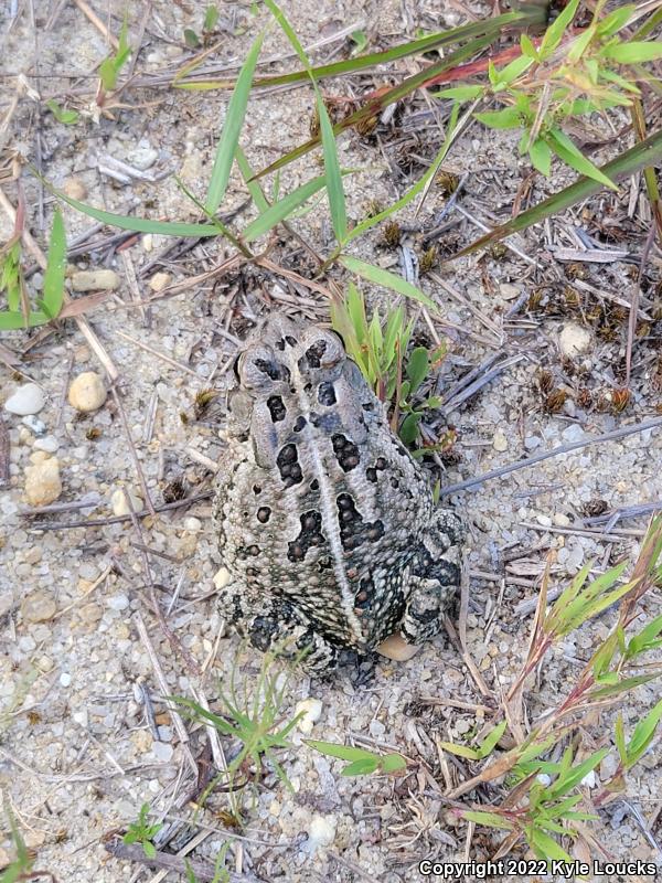 Fowler's Toad (Anaxyrus fowleri)