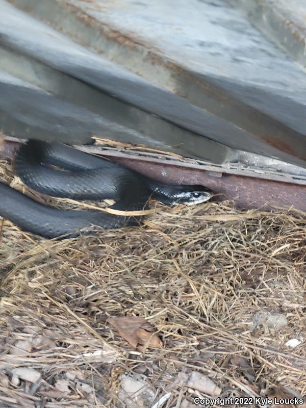 Northern  Black Racer (Coluber constrictor constrictor)