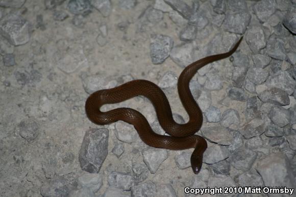 Western Smooth Earthsnake (Virginia valeriae elegans)