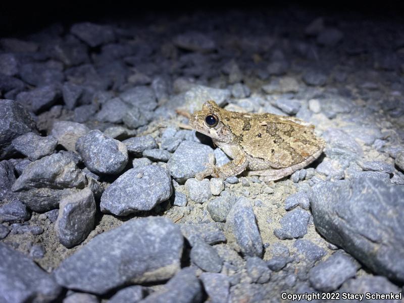 Cope's Gray Treefrog (Hyla chrysoscelis)