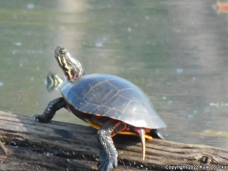 Eastern Painted Turtle (Chrysemys picta picta)