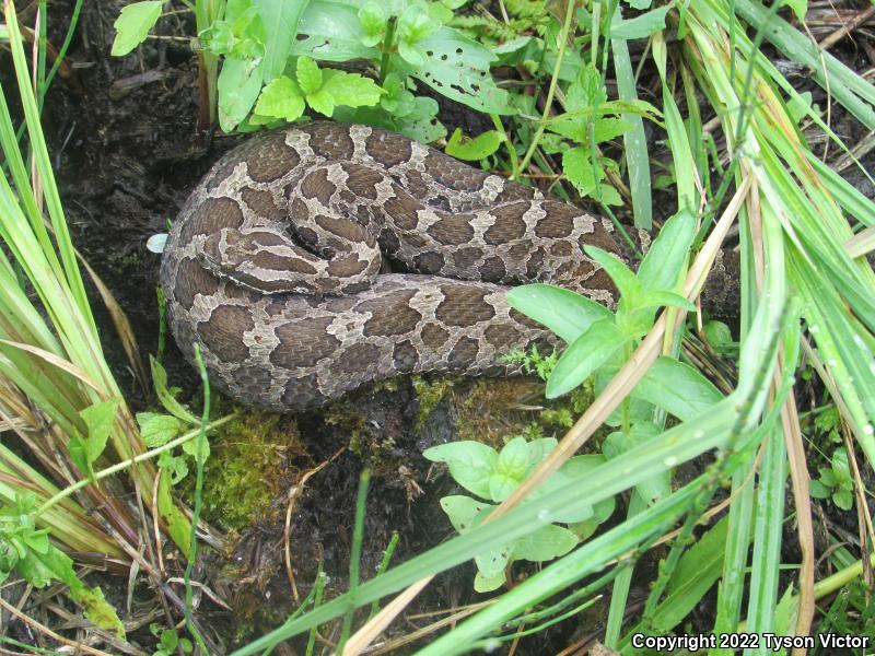 Eastern Massasauga (Sistrurus catenatus catenatus)