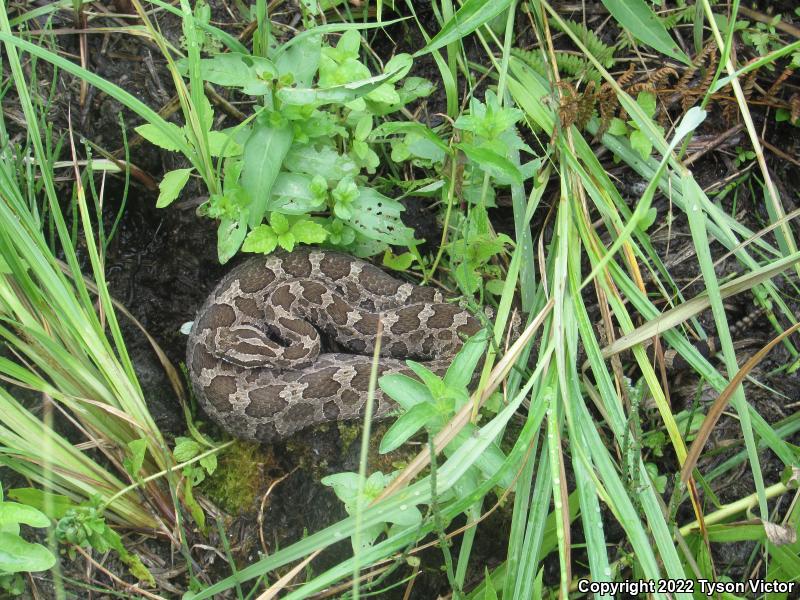 Eastern Massasauga (Sistrurus catenatus catenatus)