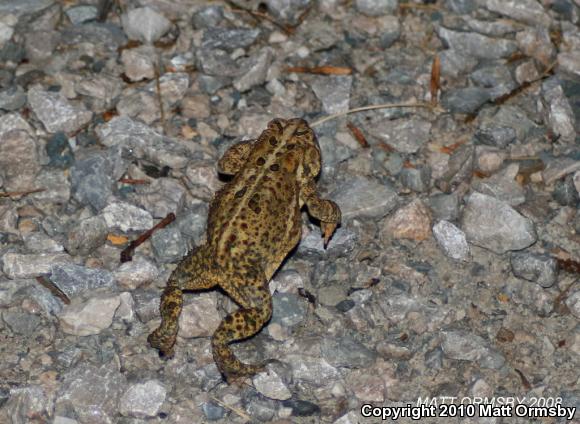 Fowler's Toad (Anaxyrus fowleri)