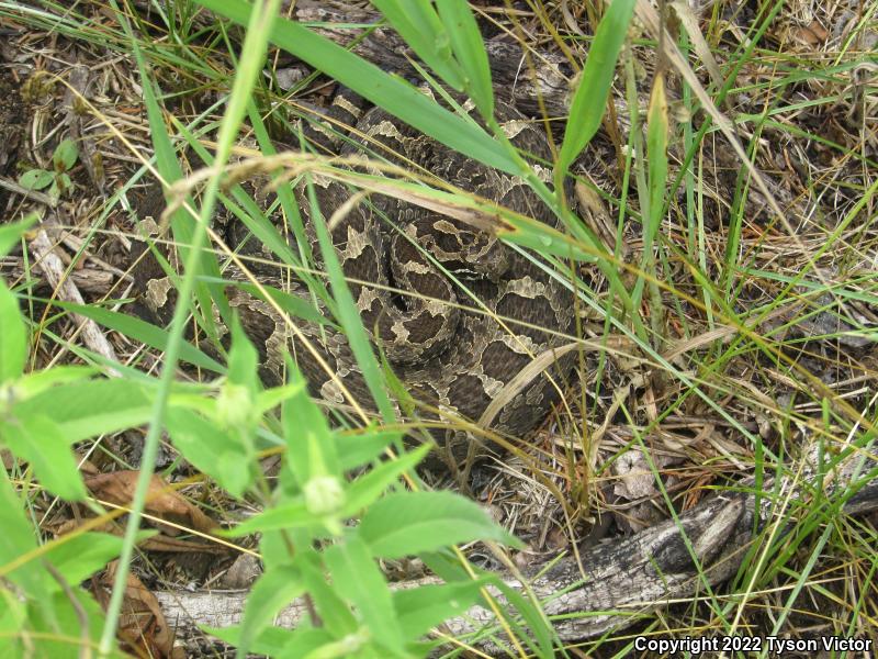 Eastern Massasauga (Sistrurus catenatus catenatus)