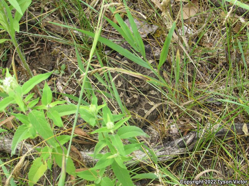 Eastern Massasauga (Sistrurus catenatus catenatus)