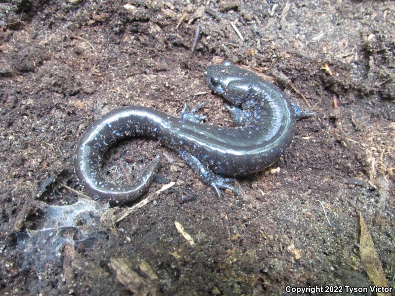 Blue-spotted Salamander (Ambystoma laterale)