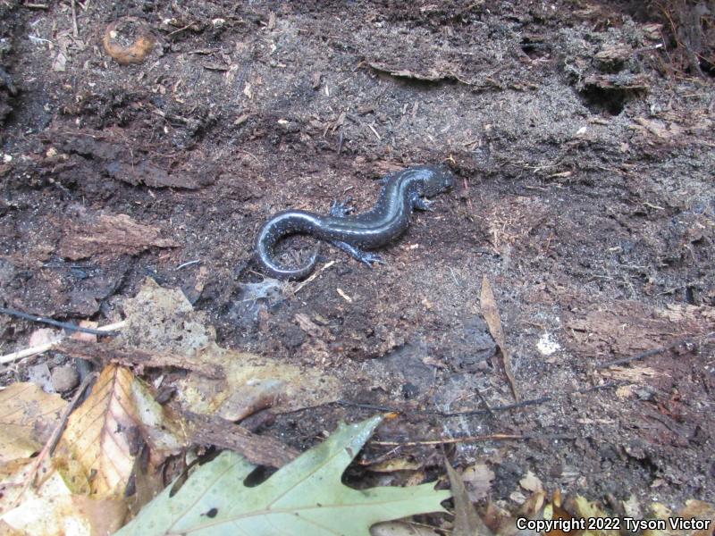 Blue-spotted Salamander (Ambystoma laterale)