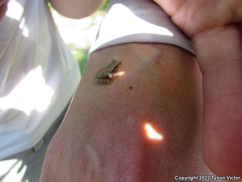 Spring Peeper (Pseudacris crucifer)