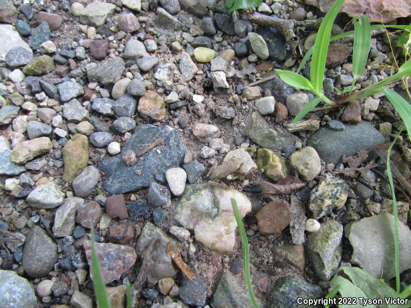 Spring Peeper (Pseudacris crucifer)