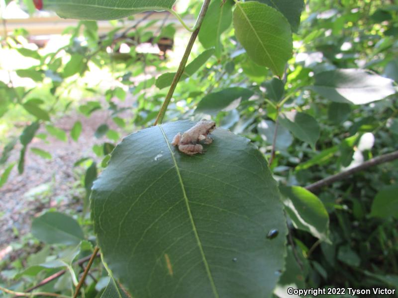 Spring Peeper (Pseudacris crucifer)