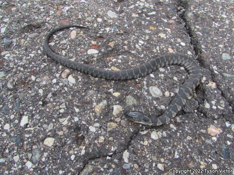 Northern Watersnake (Nerodia sipedon sipedon)