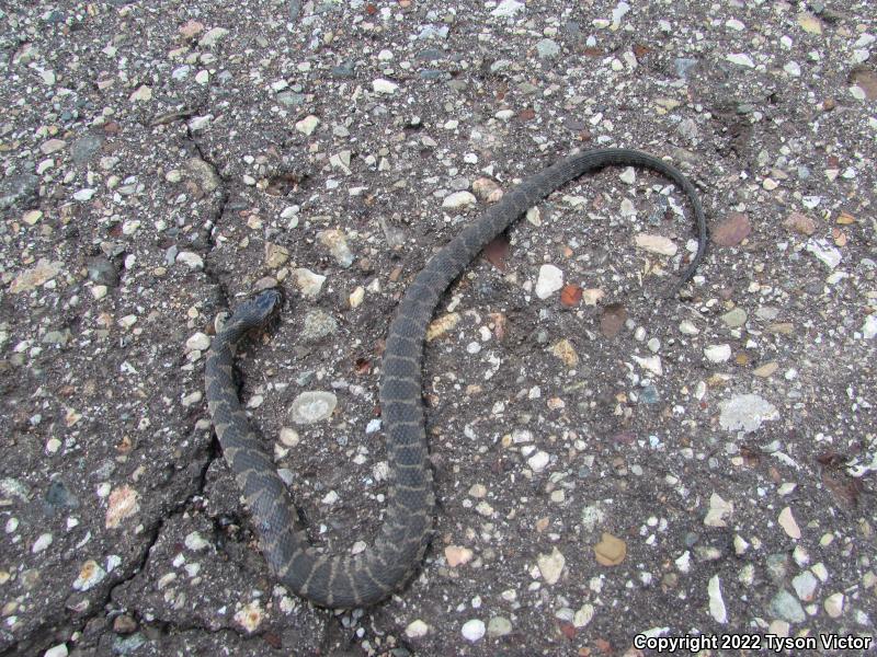 Northern Watersnake (Nerodia sipedon sipedon)