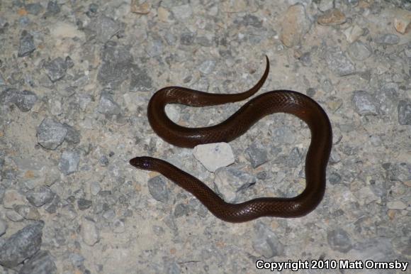 Western Smooth Earthsnake (Virginia valeriae elegans)