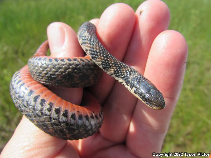 Kirtland's Snake (Clonophis kirtlandii)