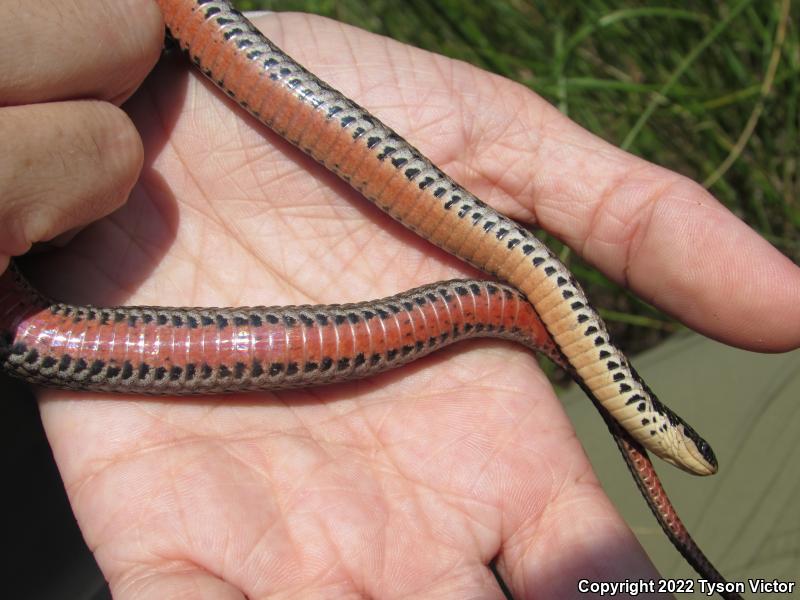 Kirtland's Snake (Clonophis kirtlandii)