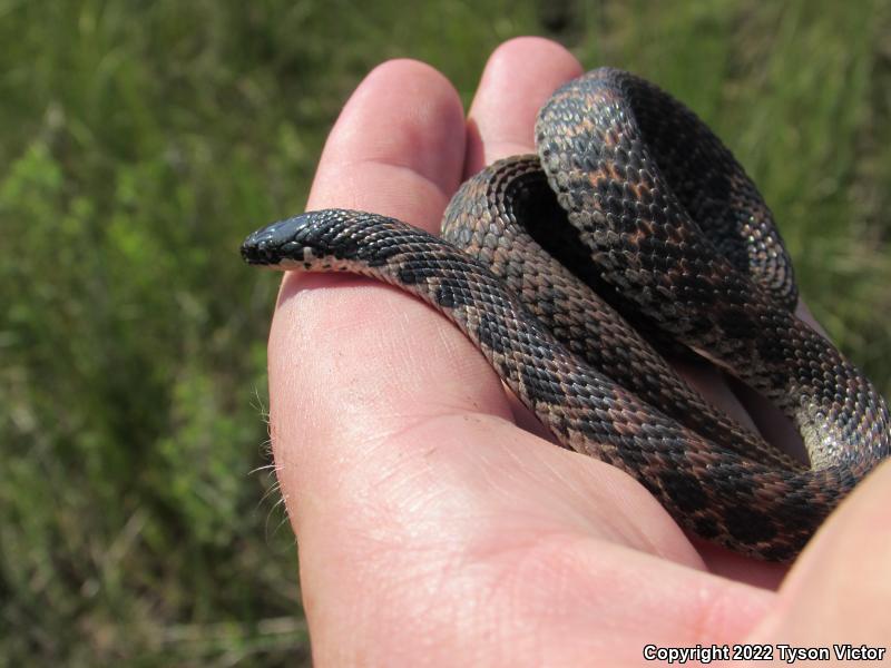 Kirtland's Snake (Clonophis kirtlandii)