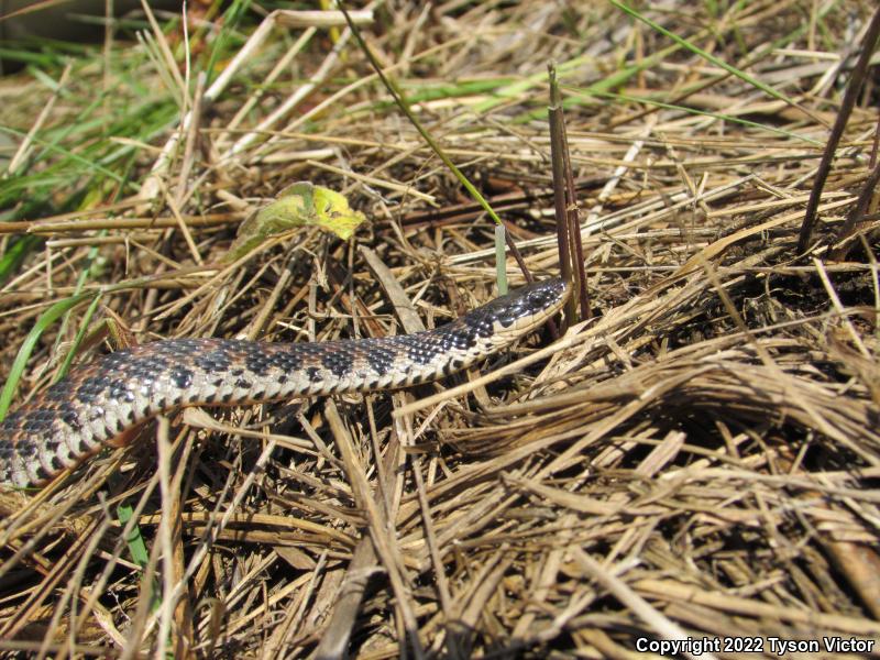 Kirtland's Snake (Clonophis kirtlandii)