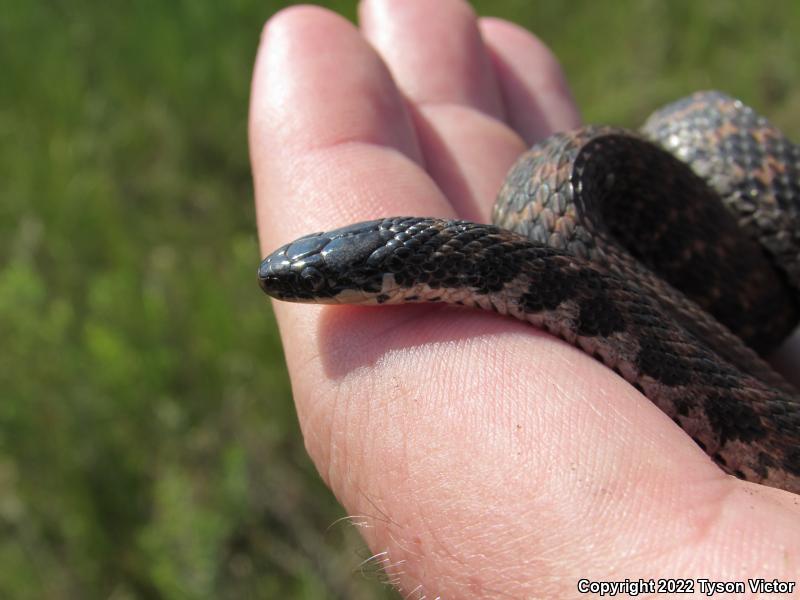 Kirtland's Snake (Clonophis kirtlandii)