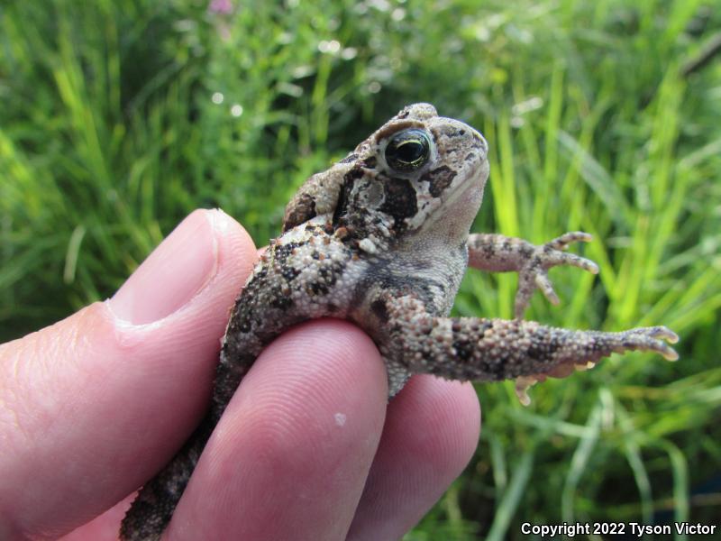 Eastern American Toad (Anaxyrus americanus americanus)