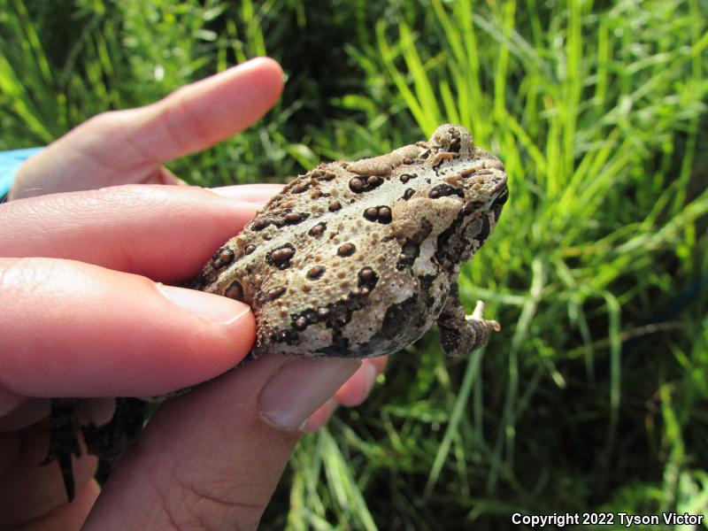 Eastern American Toad (Anaxyrus americanus americanus)